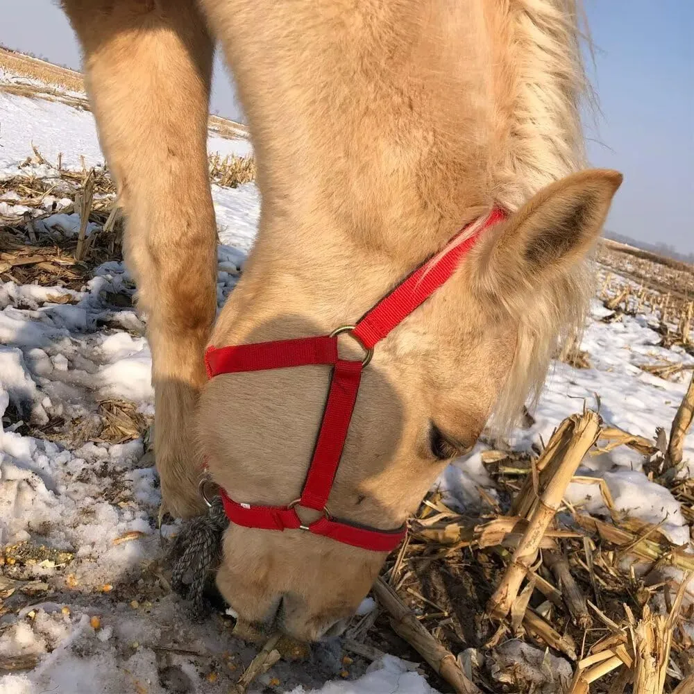 Adjustable Horse Halter, Equestrian Horse Riding Headcollar with Satin Hardware, Adjustable Fit,Small Medium Large Horse Halter